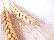 fresh whole wheat grain