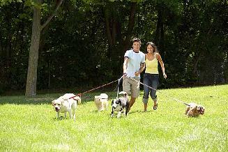 Couple walking dogs for the exercise