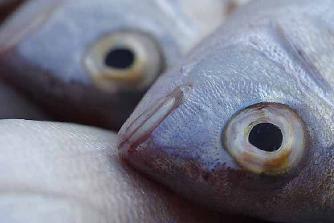cold-water fatty fish